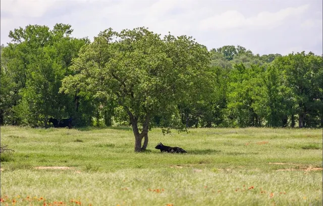 a view of a tree in a yard