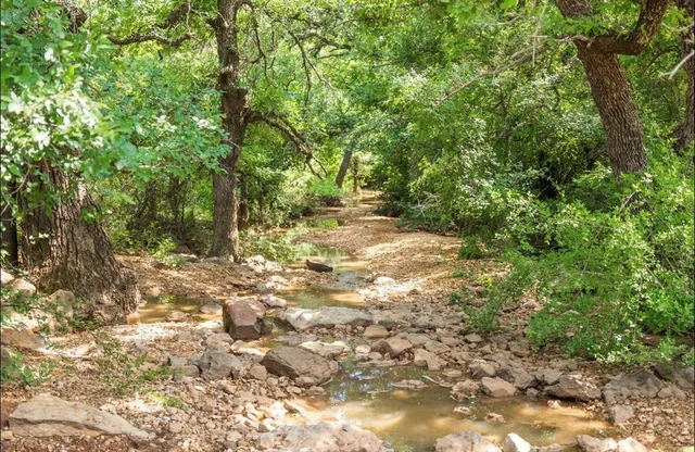 a view of a yard with plants and trees