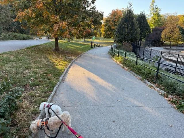 a view of a park with large trees