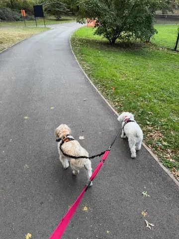 a aerial view of a house with a yard and a garage
