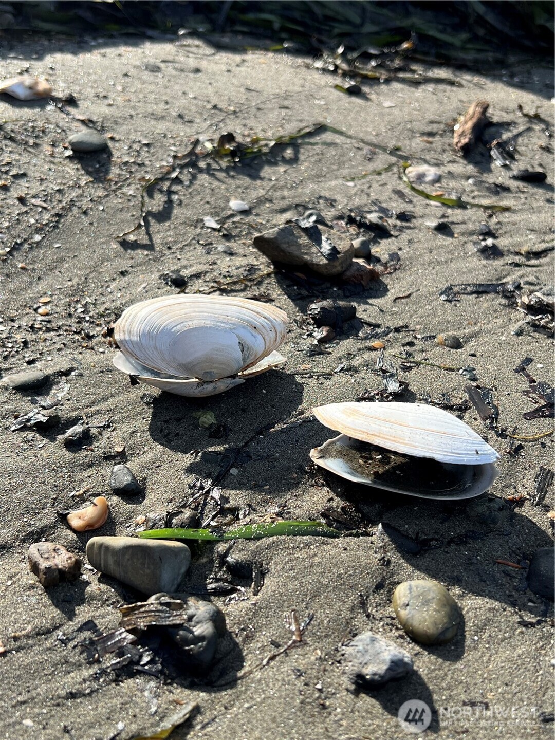 63 Ranta Road Bay Center, WA 98586 - Photo 25 of 26