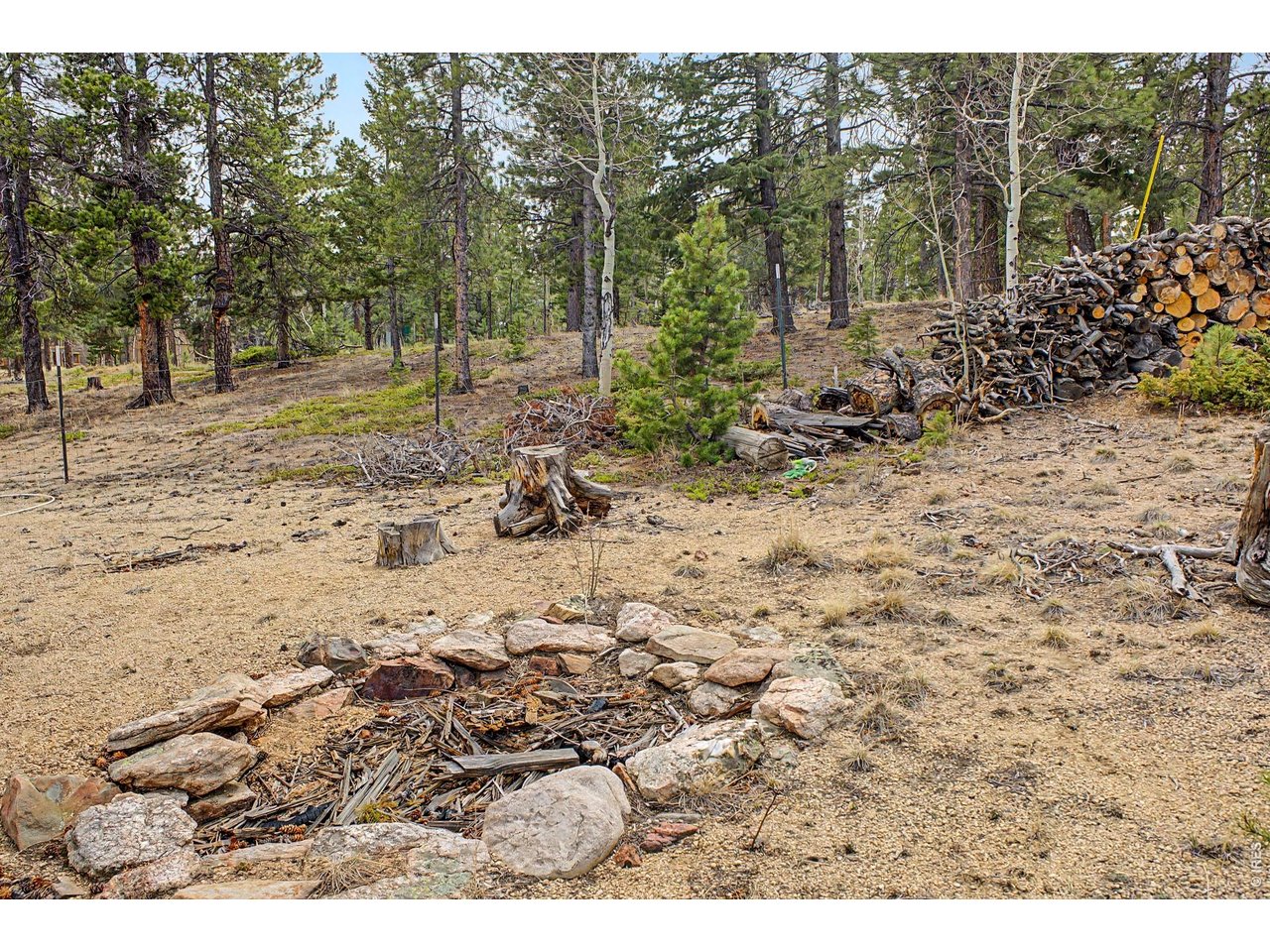 76 Highlands Drive Bailey, CO 80421 - Photo 39 of 49 a view of a yard with a tree