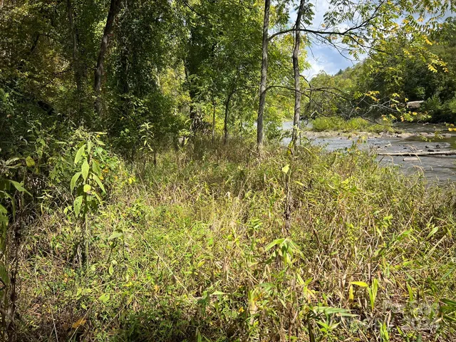 a view of a yard with plants and small trees