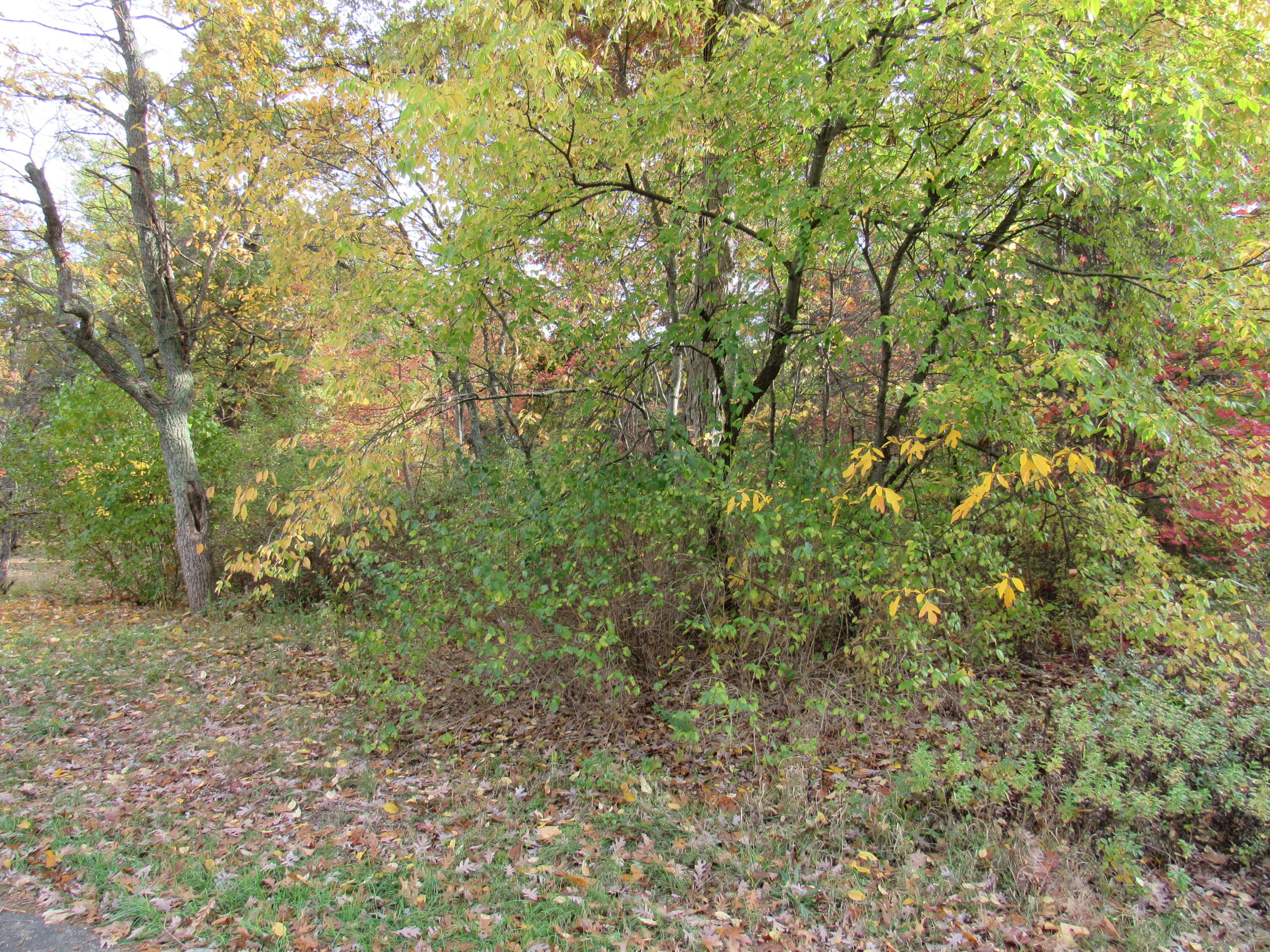 4015 Wilson Beach Road Twin Lake, MI 49457 - Photo 11 of 12 Mixture of Trees