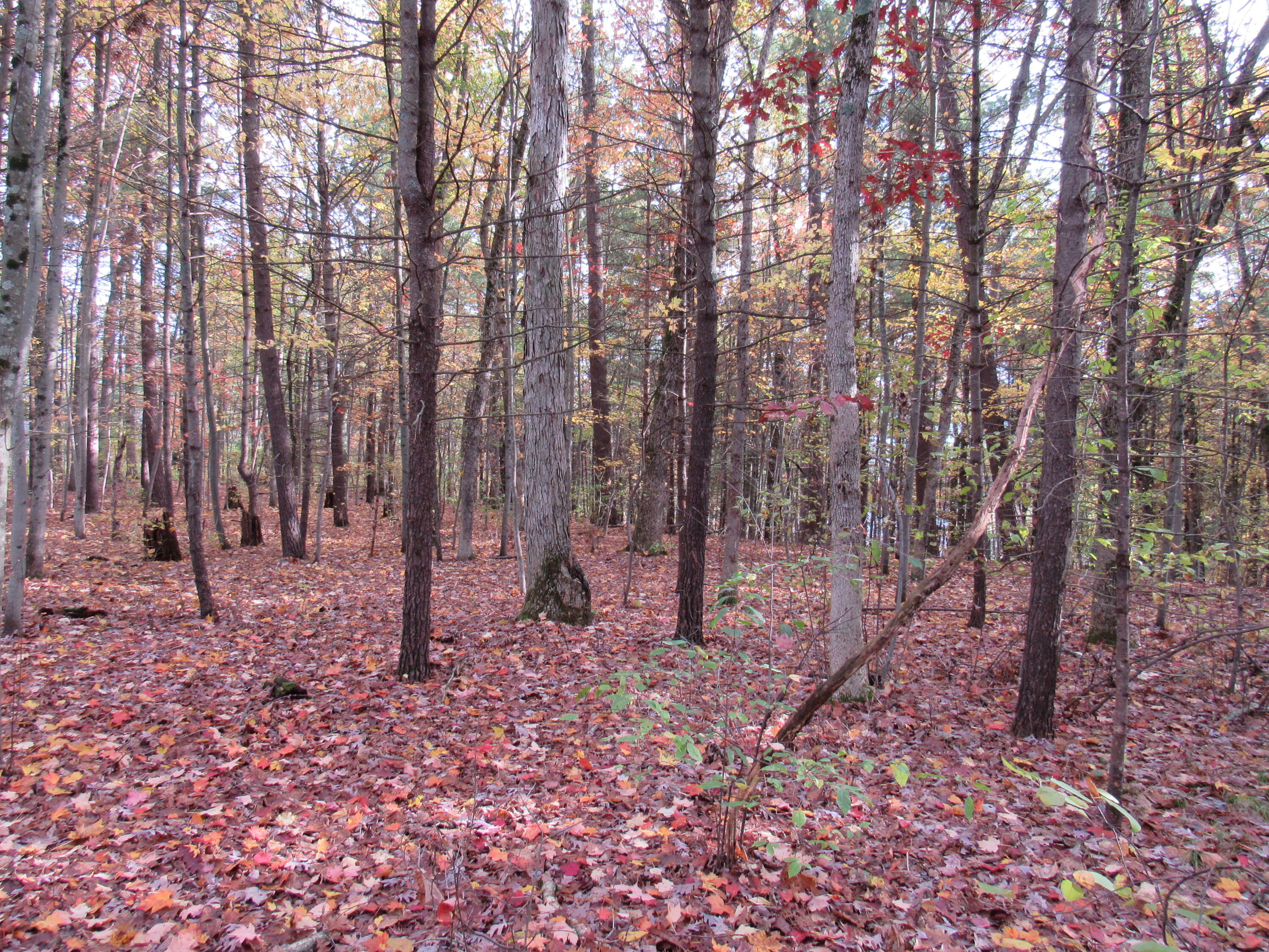 4015 Wilson Beach Road Twin Lake, MI 49457 - Photo 4 of 12 Mixture of Trees