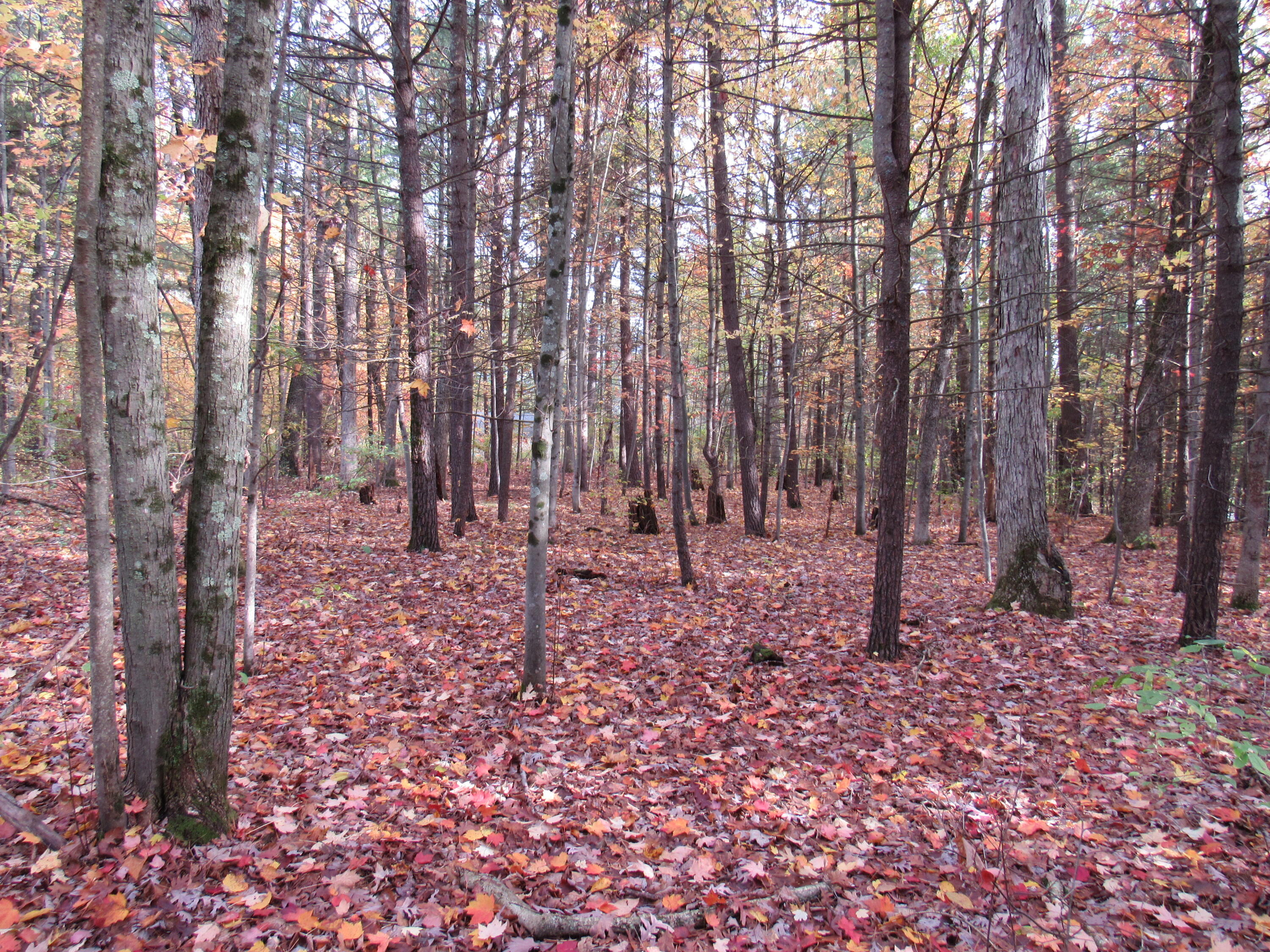 4015 Wilson Beach Road Twin Lake, MI 49457 - Photo 5 of 12 Beautiful Property