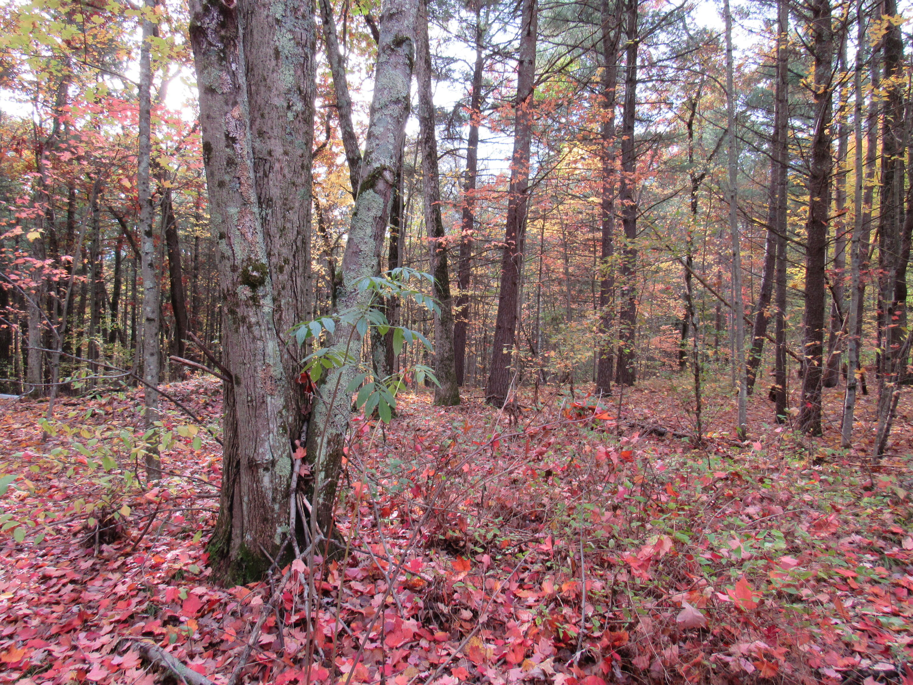 4015 Wilson Beach Road Twin Lake, MI 49457 - Photo 6 of 12 Mixture of Trees