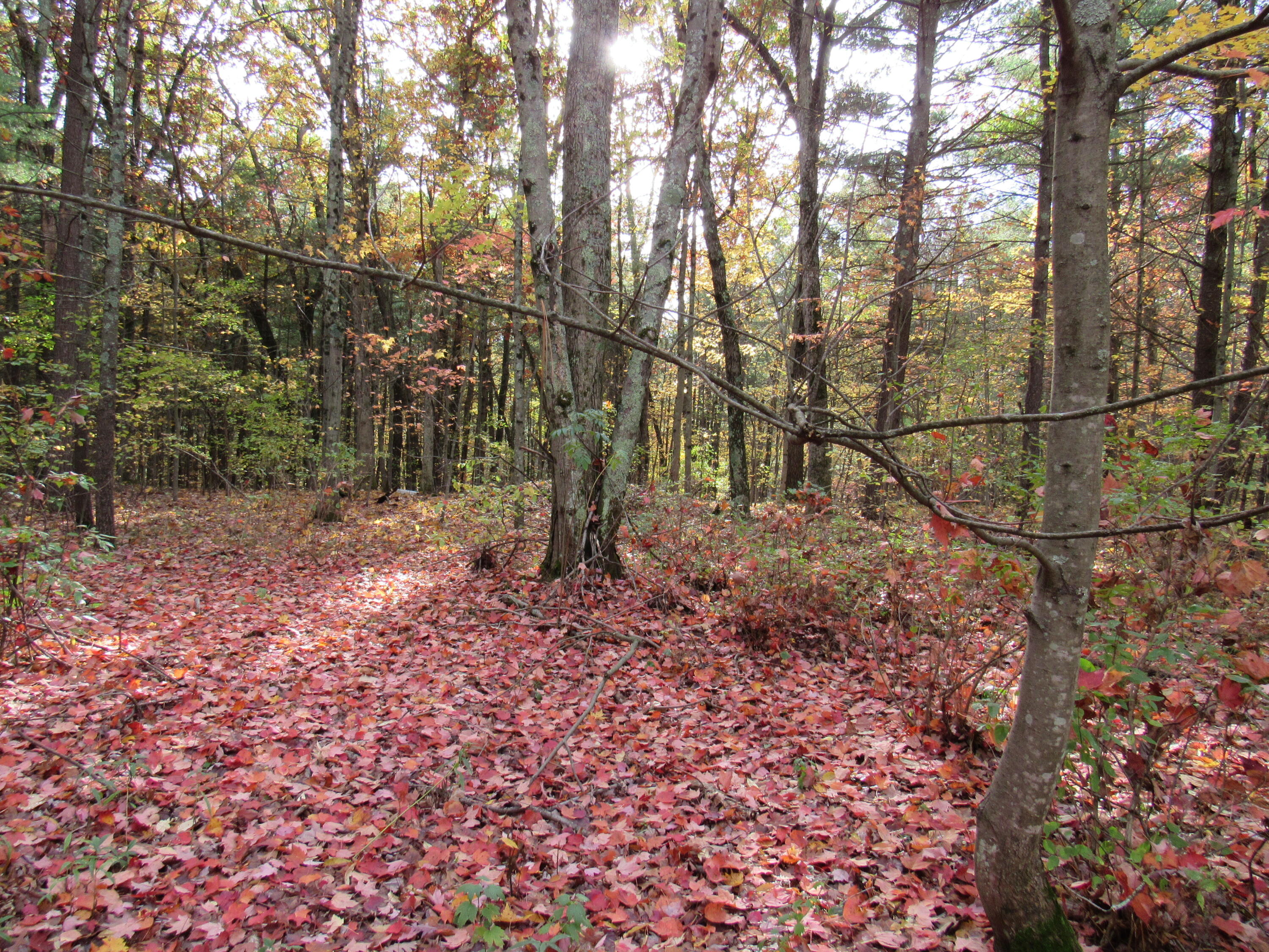 4015 Wilson Beach Road Twin Lake, MI 49457 - Photo 7 of 12 Beautiful Property