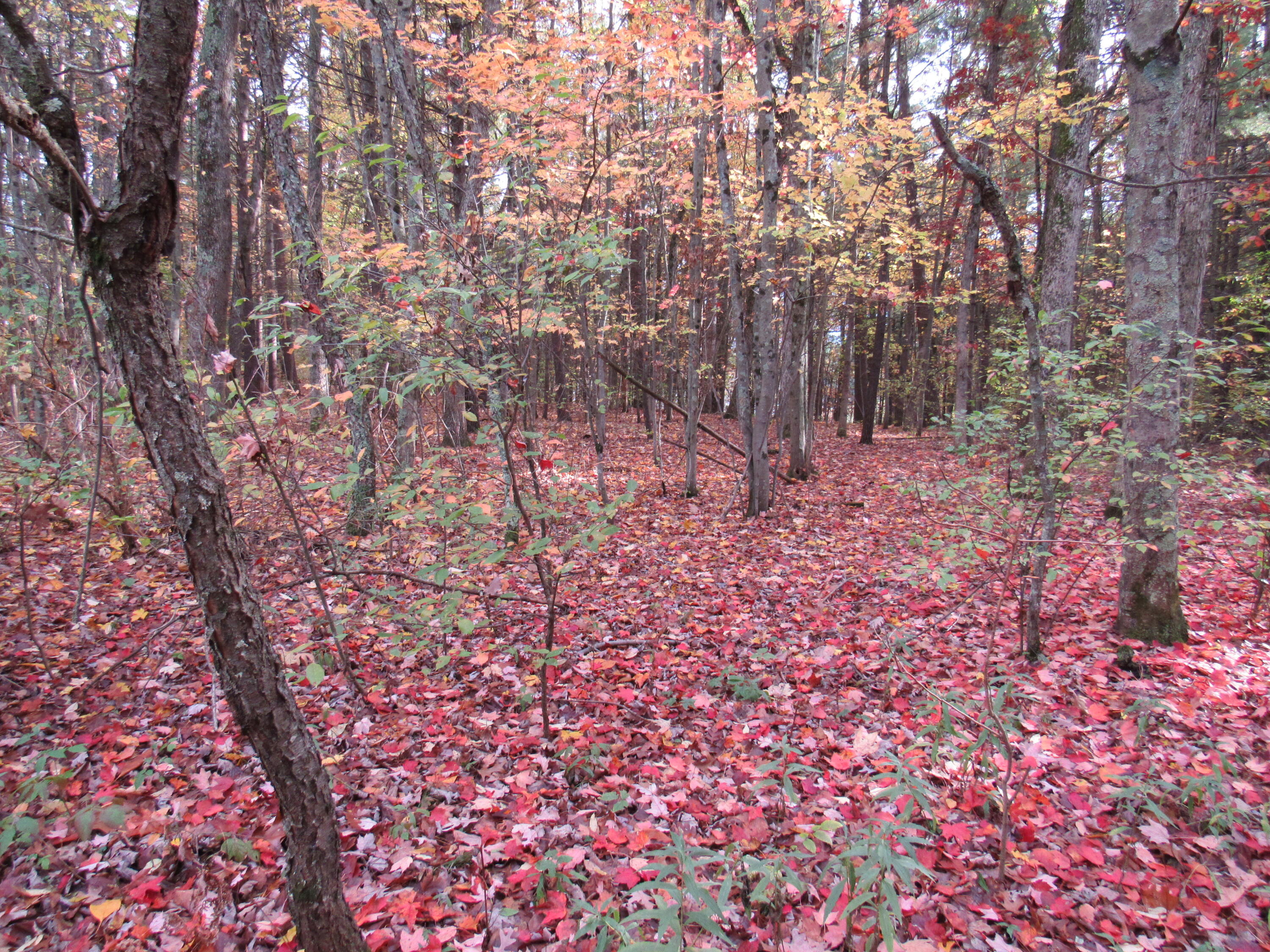 4015 Wilson Beach Road Twin Lake, MI 49457 - Photo 8 of 12 Mixture of Trees