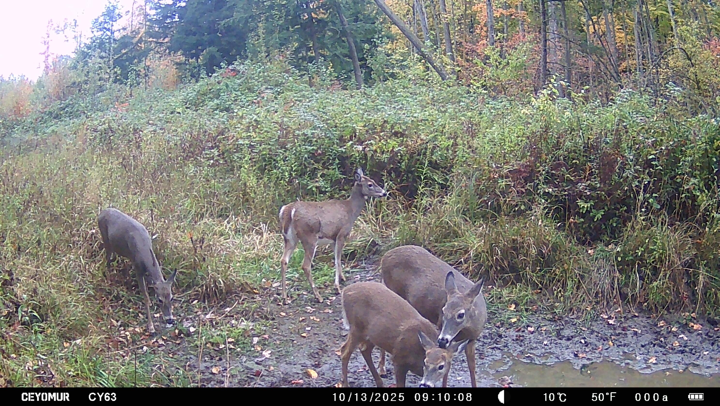Cty Cty Shawano Line Rd Green Valley Sturgeon Bay, WI 54235 - Photo 9 of 11 Herding
