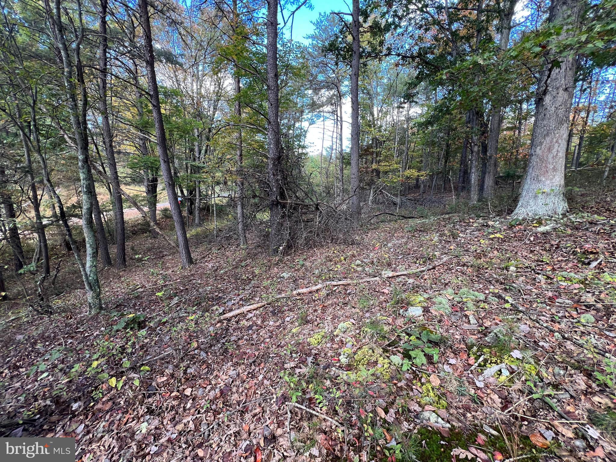 Lot 6 Deep Run Hollow Road Delray, WV 26714 - Photo 11 of 18 a view of a forest filled with trees