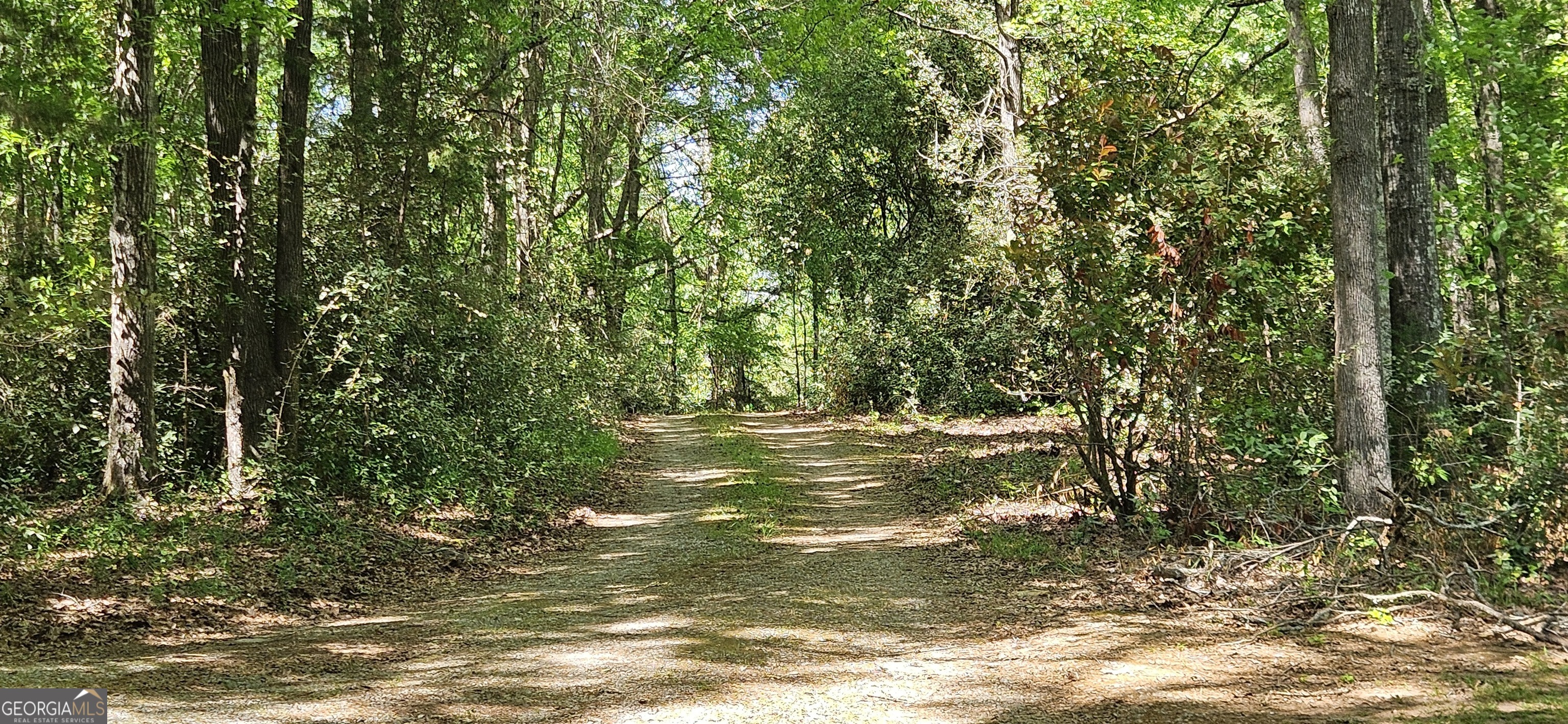 138 Lewis Street Jackson, GA 30233 - Photo 5 of 7 a view of a forest from a tree