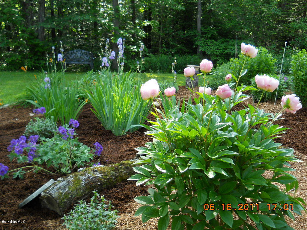 46 West Main Road Peru, MA 01235 - Photo 28 of 29 a bunch of flowers with plants and tree