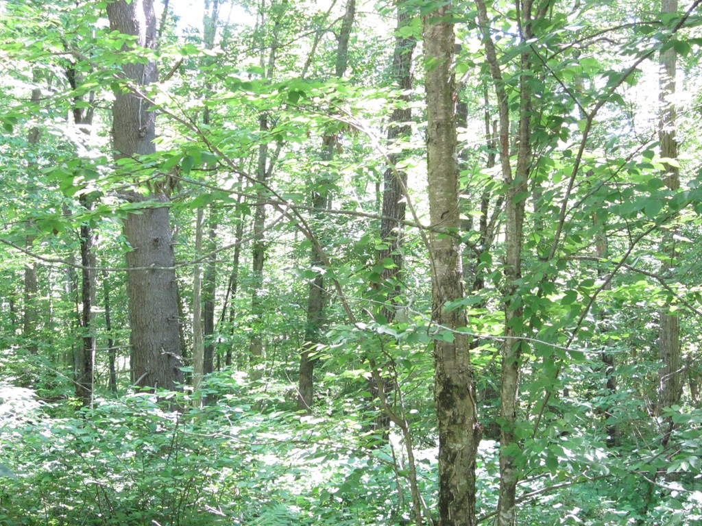 Lot 40 Coffey Hill Road Ware, MA 01082 - Photo 3 of 5 Gallery Image 3