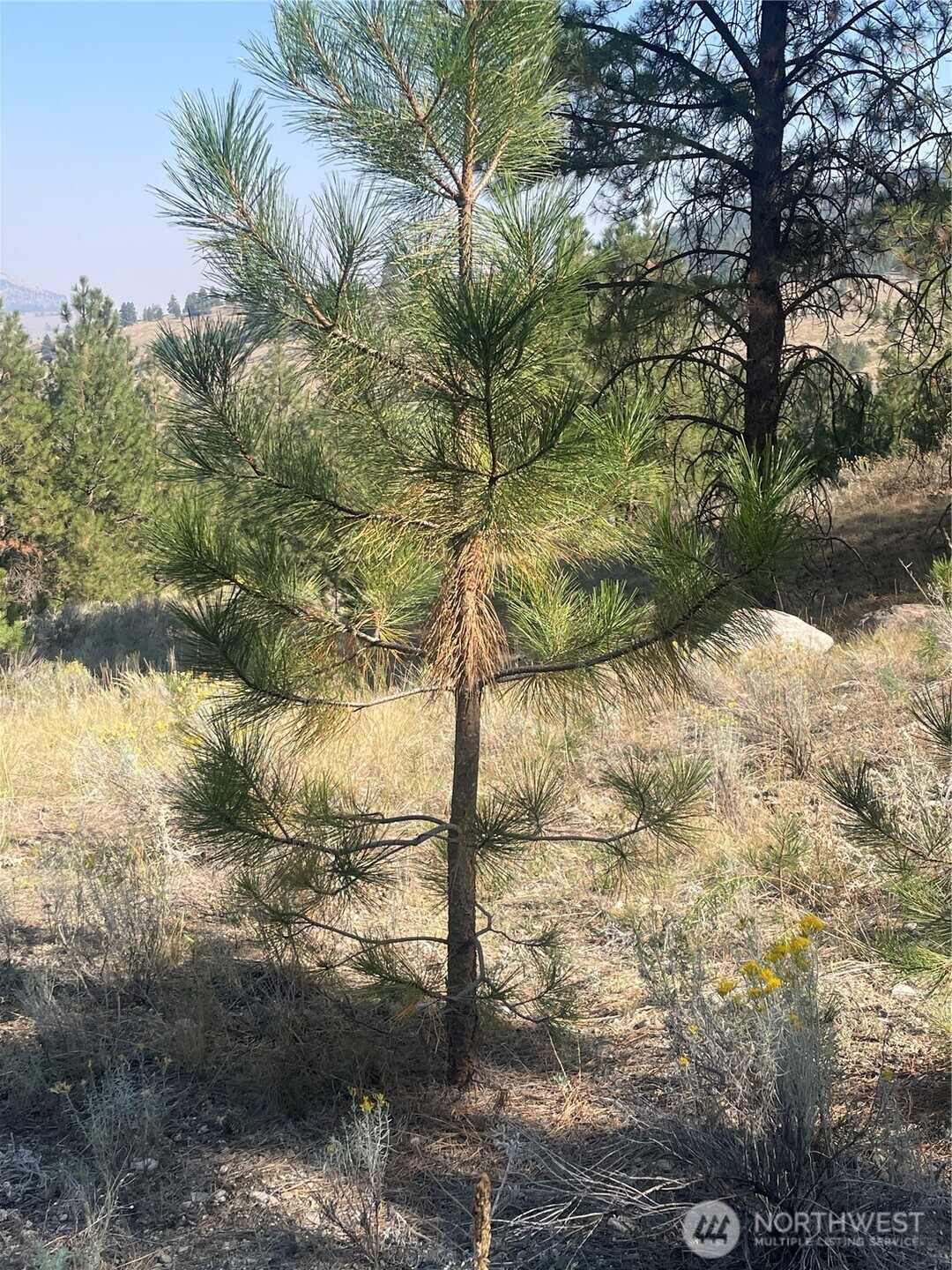 -tbd Reevas Basin Road Tonasket, WA 98855 - Photo 17 of 38