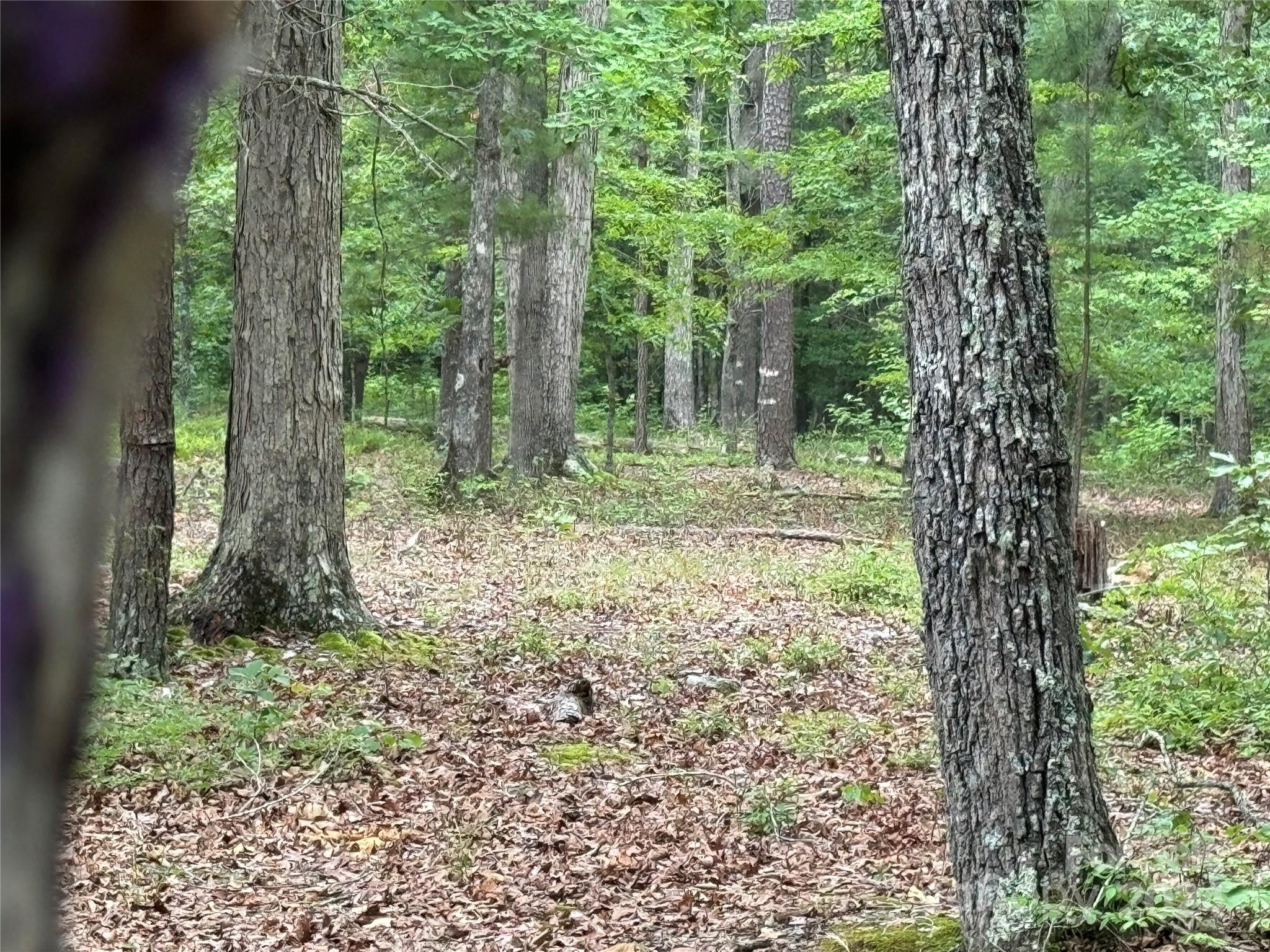 0 Reeves Island Road Gold Hill, NC 28071 - Photo 4 of 6