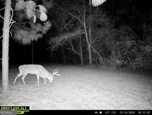 $1,100,000 | 0 Highway 112 Abbeville Ga 31001, Pineview, GA 31071