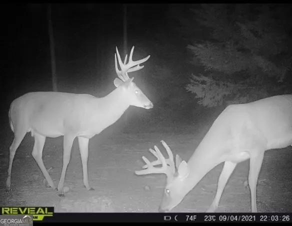 $1,100,000 | 0 Highway 112 Abbeville Ga 31001, Pineview, GA 31071