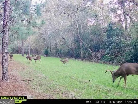 $1,100,000 | 0 Highway 112 Abbeville Ga 31001, Pineview, GA 31071