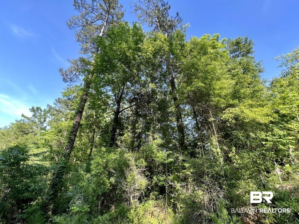 0 Fluker Kiel Road Coffeeville, AL 36524 - Photo 20 of 34