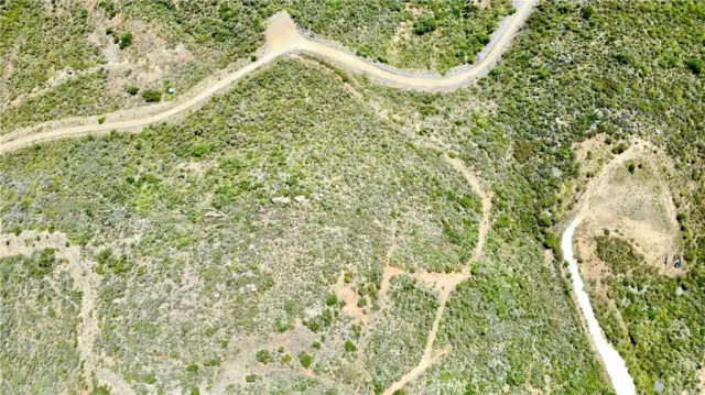 a close up of a tree