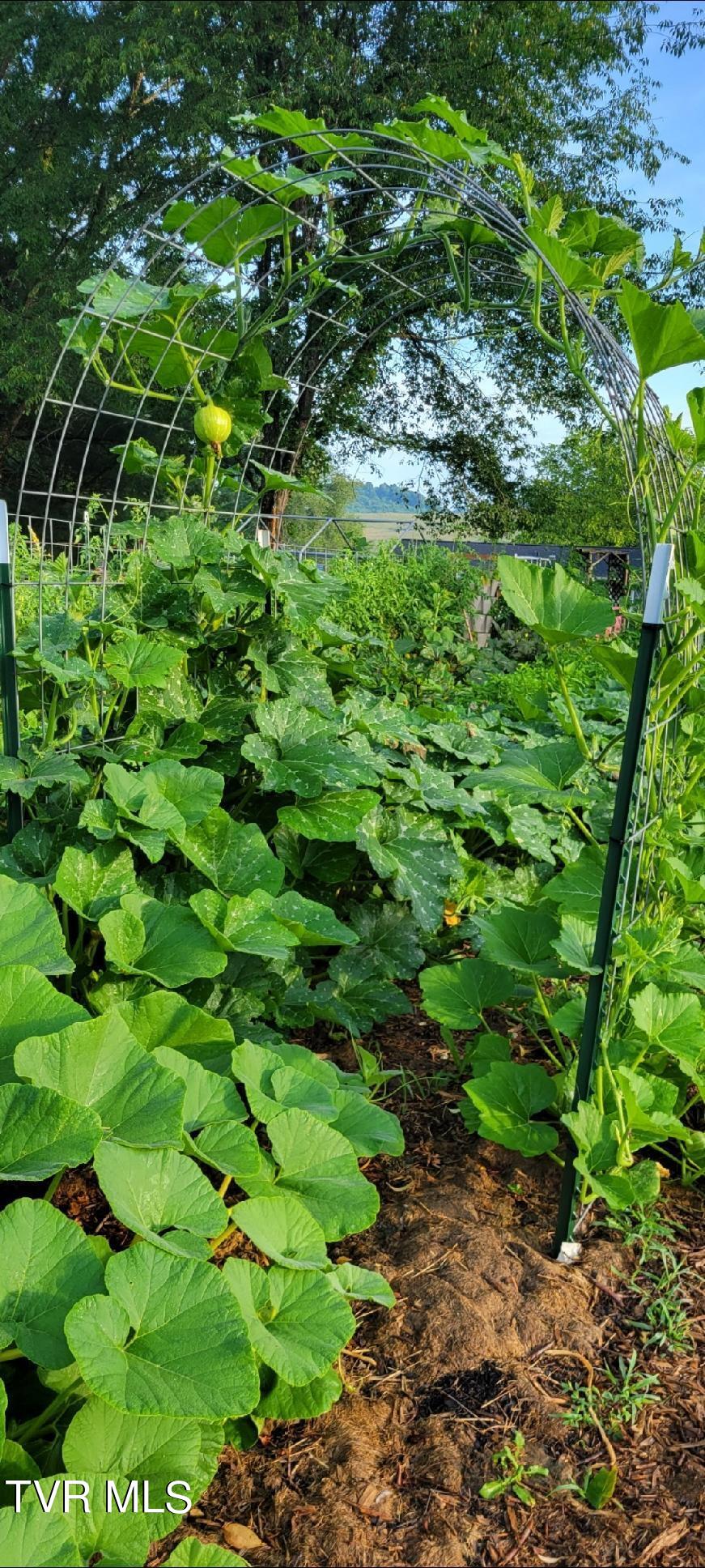 15246 Spring Valley Road Abingdon, VA 24210 - Photo 27 of 29 Garden 2