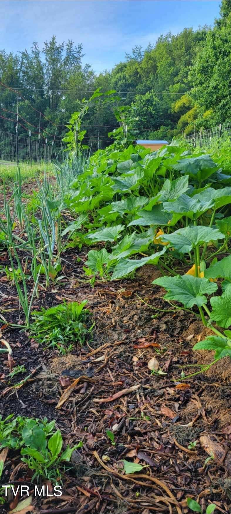 15246 Spring Valley Road Abingdon, VA 24210 - Photo 28 of 29 Garden