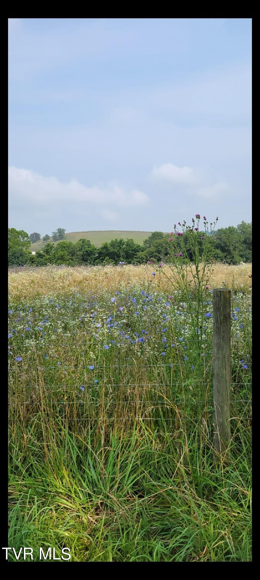 15246 Spring Valley Road Abingdon, VA 24210 - Photo 29 of 29 Pasture Wildflowers