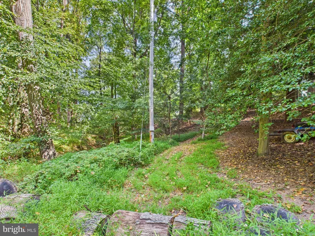 a lush green forest with lots of trees