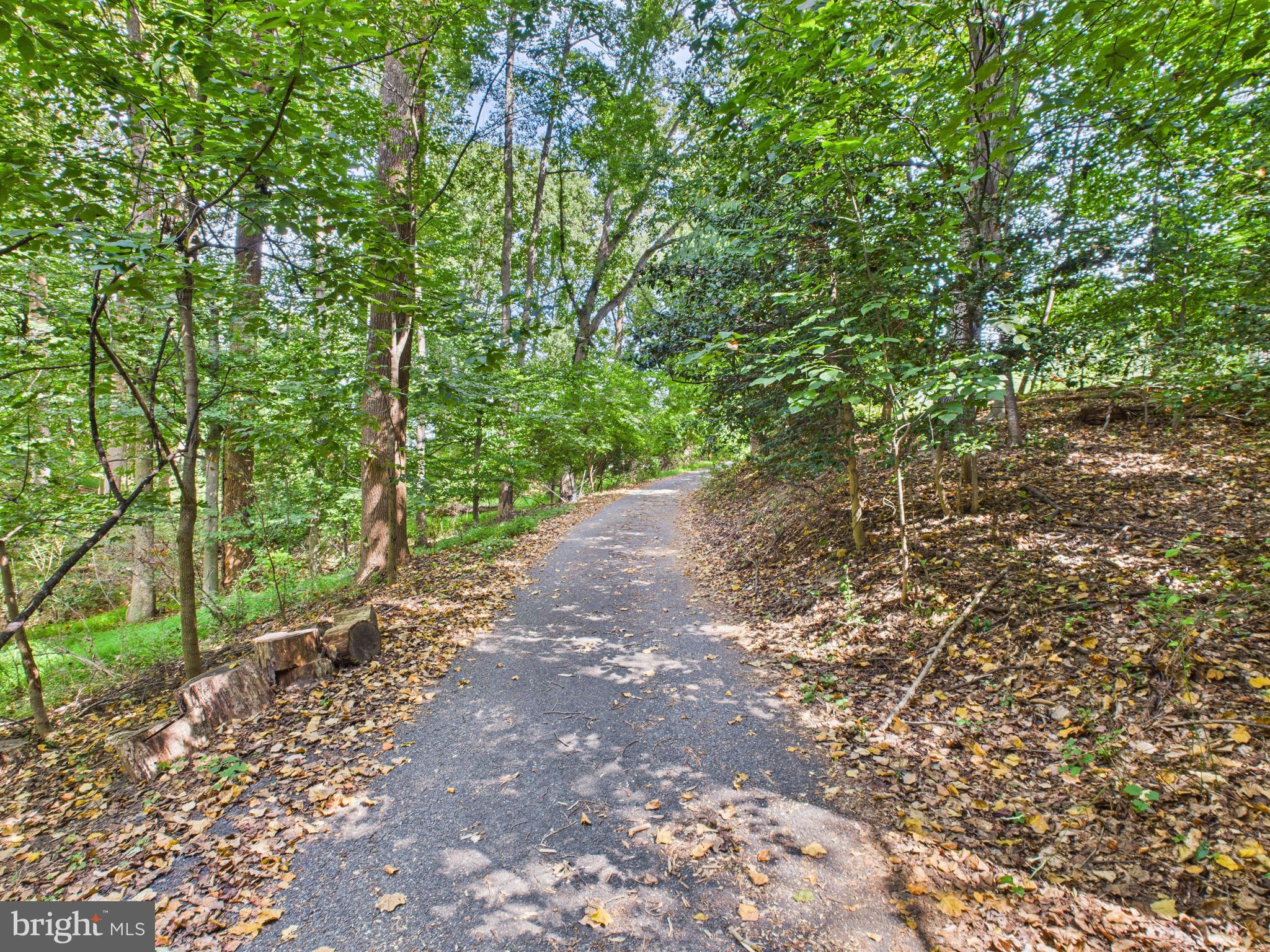 7709 Brooklyn Bridge Road Laurel, MD 20707 - Photo 19 of 23 a view of a forest with trees