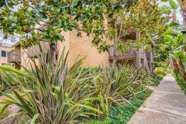 a view of a yard with plants
