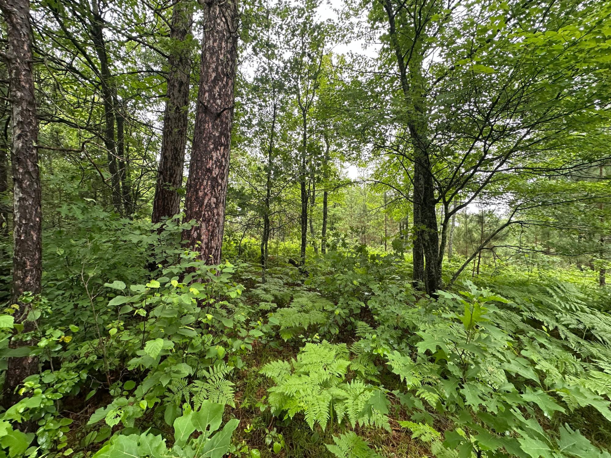 Lot 15 Dad's Lake Road Eagle River, WI 54521 - Photo 2 of 5 Gallery Image 2