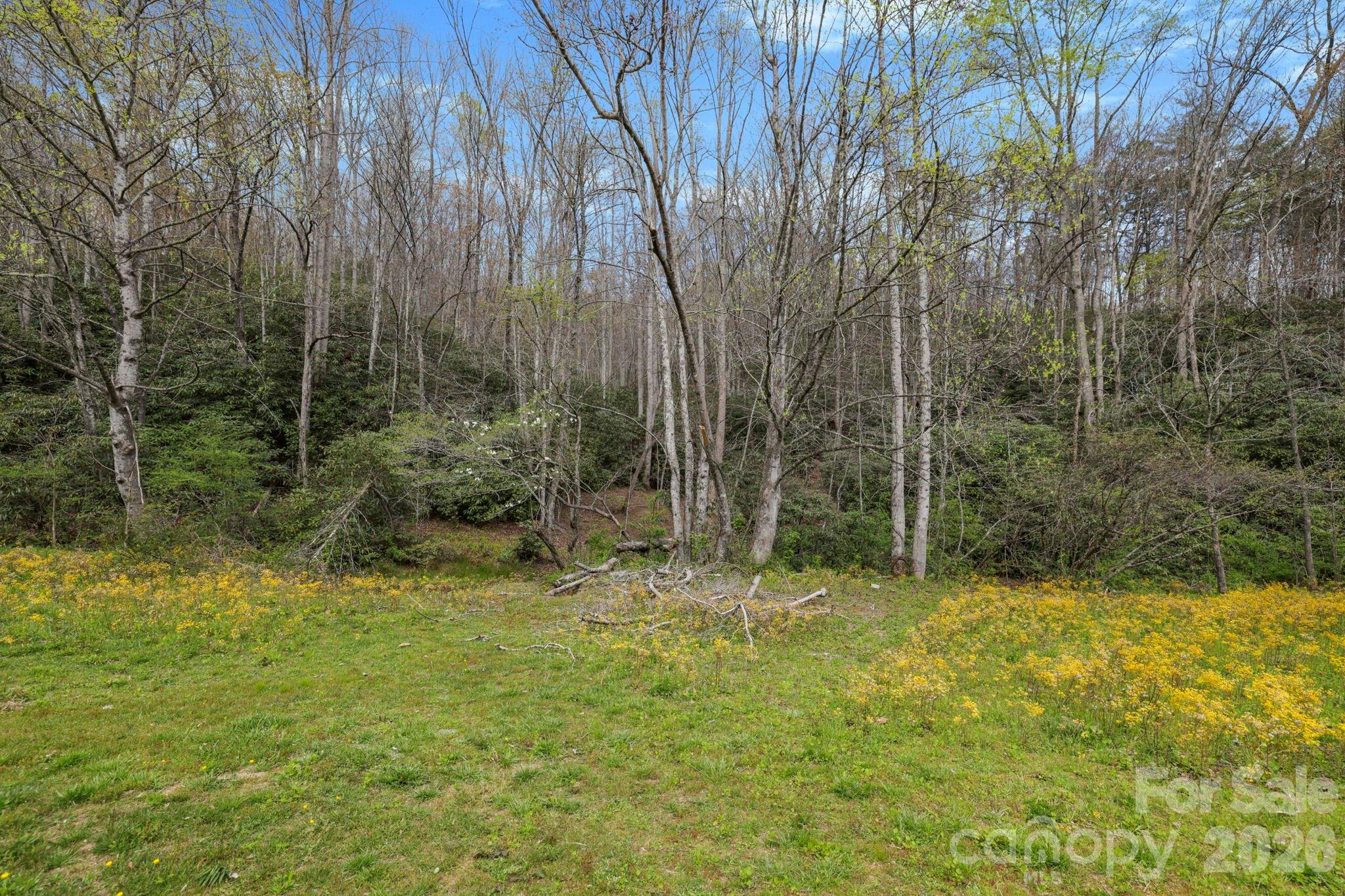 305 Stamey Creek Road Brevard, NC 28712 - Photo 22 of 32 a view of backyard with green space