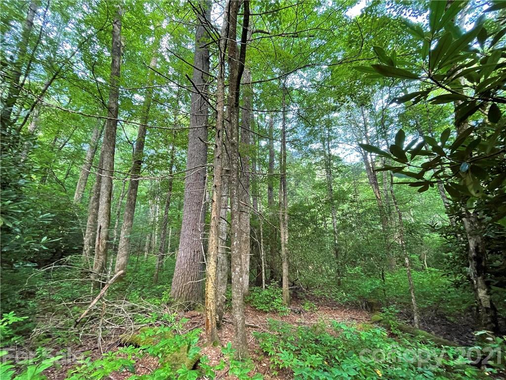 999 Cardinal Road, Unit CH8 Brevard, NC 28712 - Photo 1 of 31 Gallery Image 1