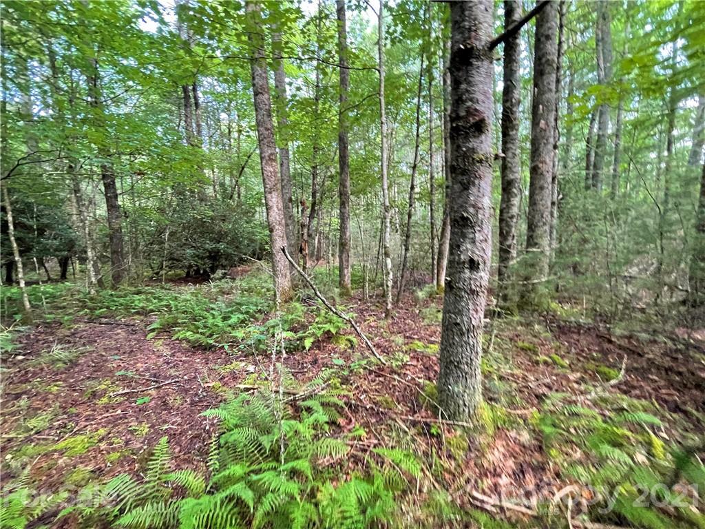 999 Cardinal Road, Unit CH8 Brevard, NC 28712 - Photo 11 of 31 Gallery Image 11