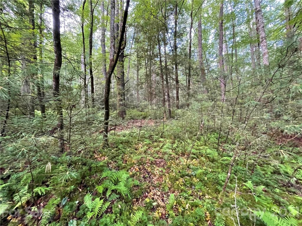 999 Cardinal Road, Unit CH8 Brevard, NC 28712 - Photo 13 of 31 Gallery Image 13
