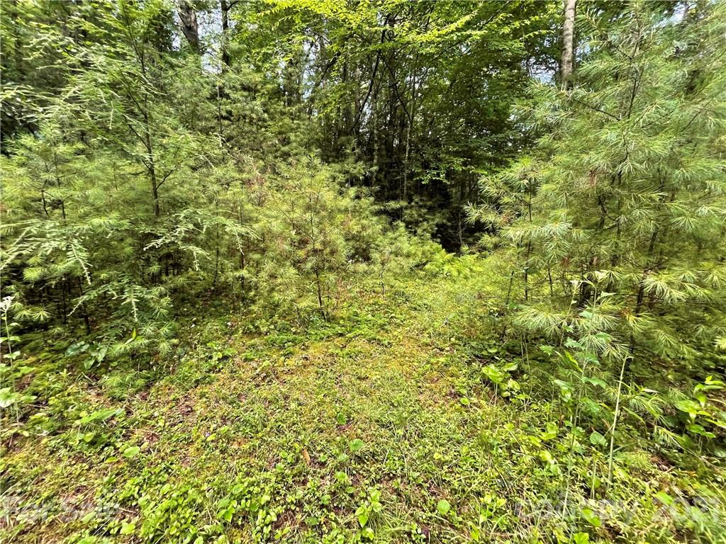 999 Cardinal Road, Unit CH8 Brevard, NC 28712 - Photo 16 of 31 Gallery Image 16