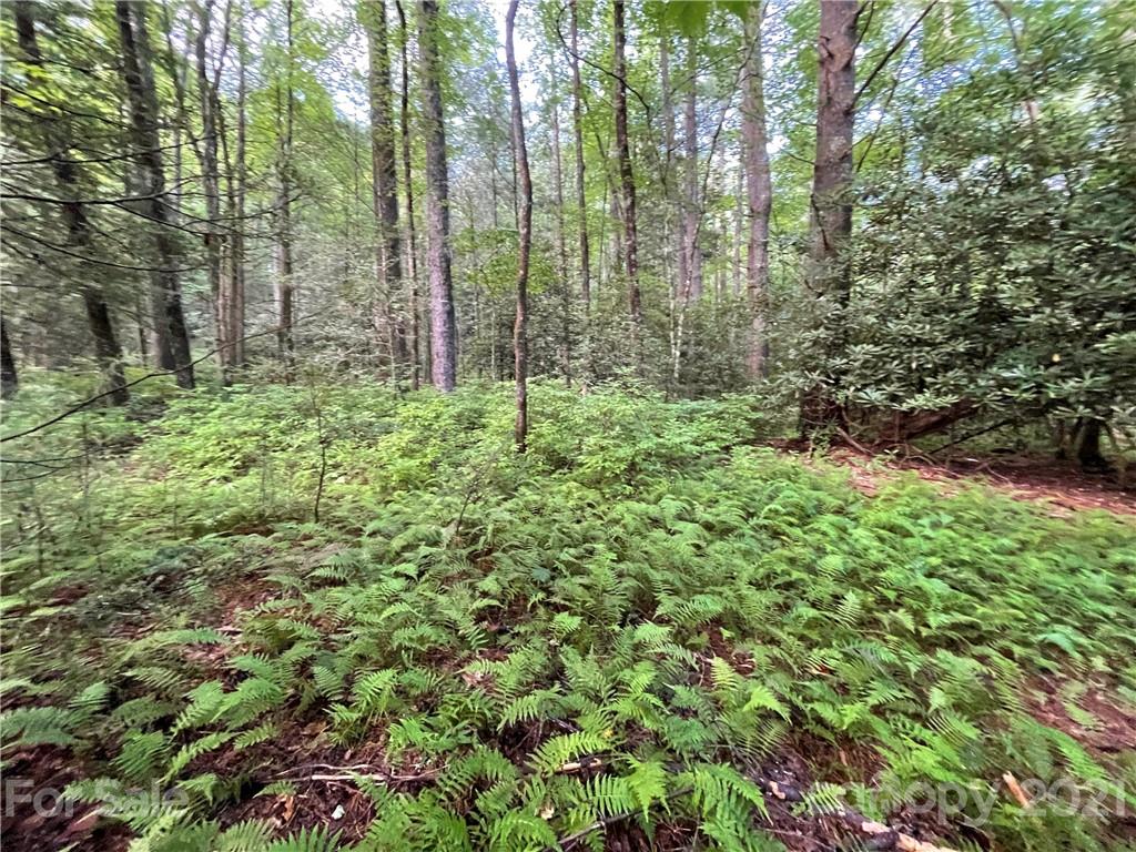 999 Cardinal Road, Unit CH8 Brevard, NC 28712 - Photo 6 of 31 Gallery Image 6