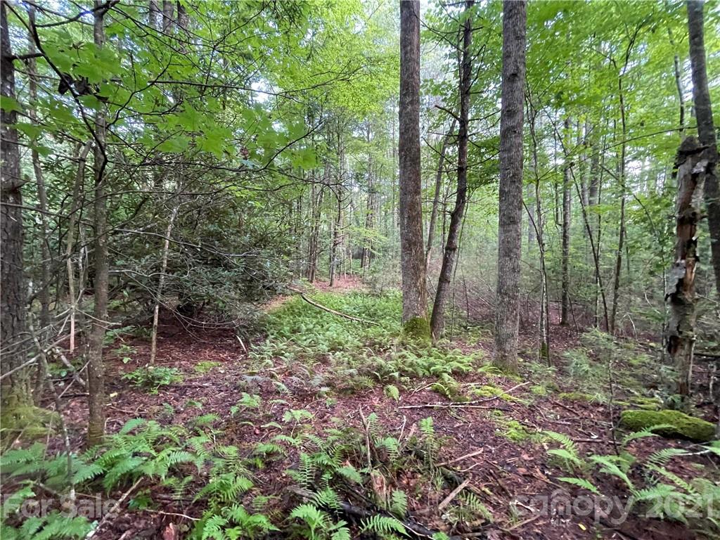 999 Cardinal Road, Unit CH8 Brevard, NC 28712 - Photo 7 of 31 Gallery Image 7