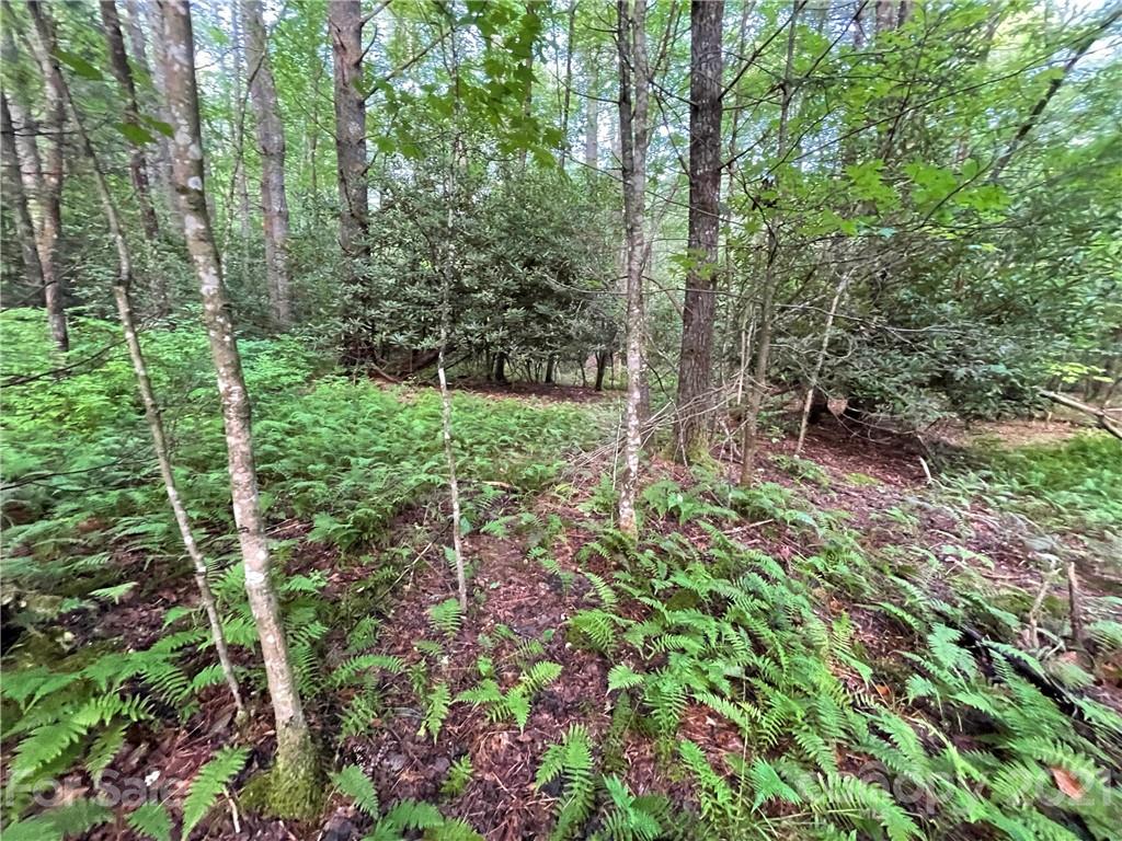 999 Cardinal Road, Unit CH8 Brevard, NC 28712 - Photo 8 of 31 Gallery Image 8