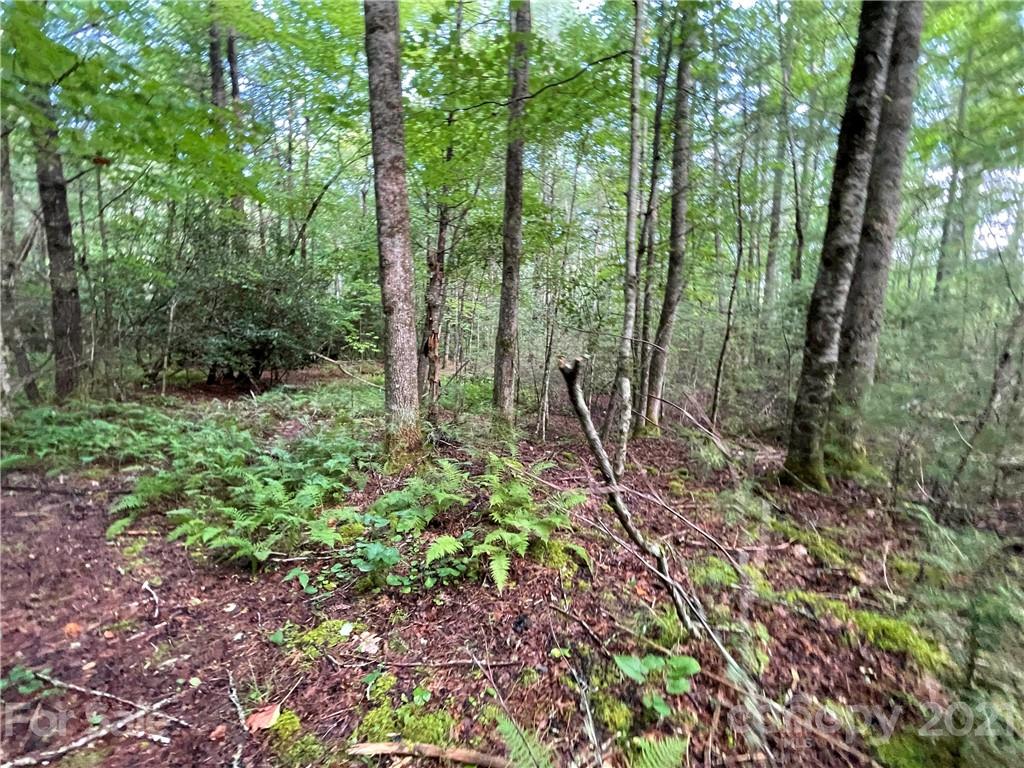 999 Cardinal Road, Unit CH8 Brevard, NC 28712 - Photo 10 of 31 Gallery Image 10