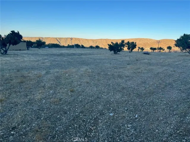 a view of a dry yard with trees