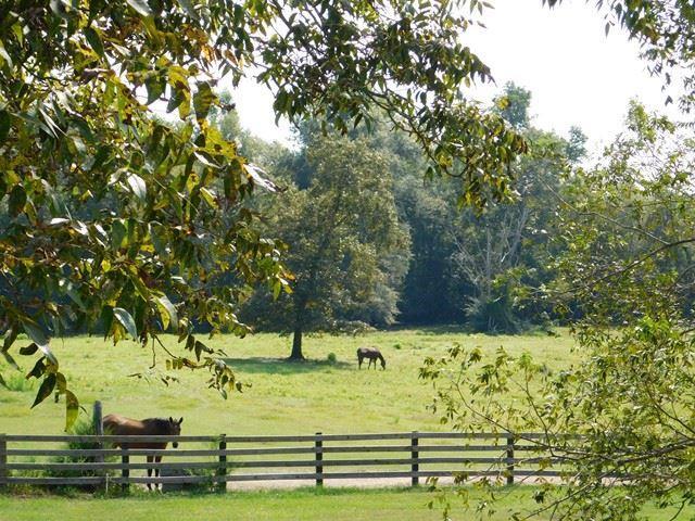 1241 Zenith Mill Road Roberta, GA 31078 - Photo 30 of 31 a view of yard with tree