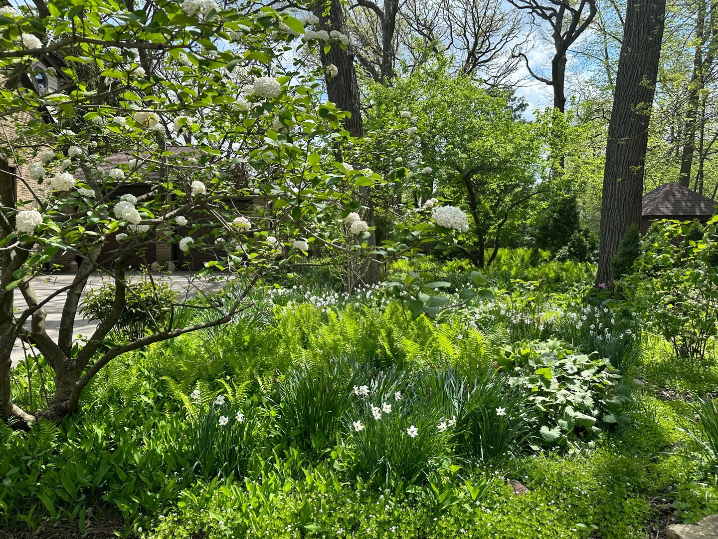 405 Deerfield Road Deerfield, IL 60015 - Photo 54 of 62 a view of a lush green forest