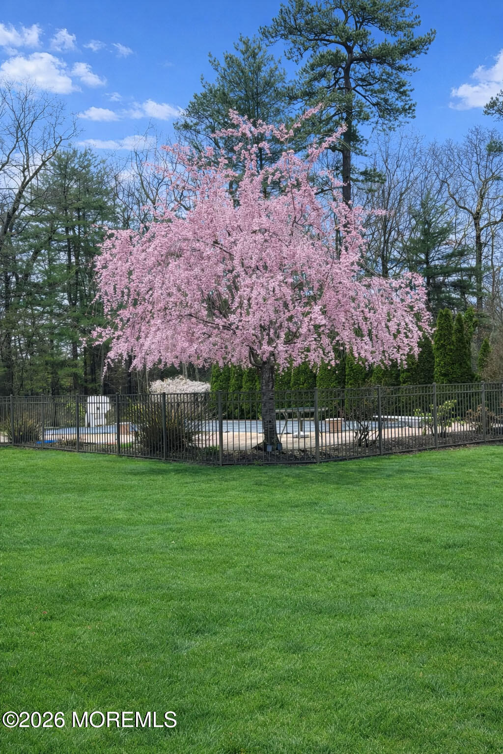 3 Ramapo Court Colts Neck, NJ 07722 - Photo 50 of 59 3 Ramapo ct blooming tree