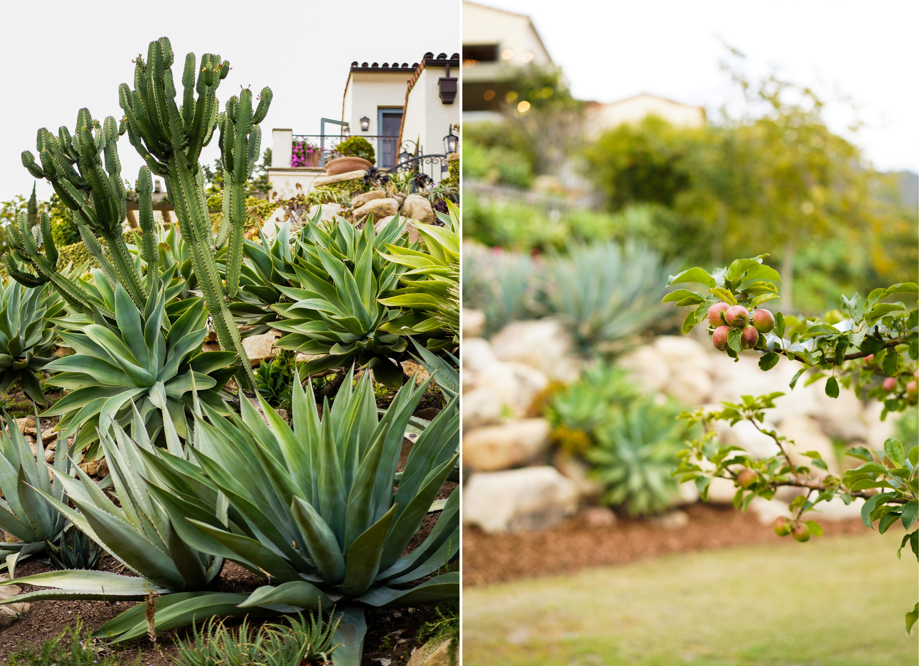 2285 Bella Vista Drive Montecito, CA 93108 - Photo 29 of 34 Abundant Fruit Trees Living the Property