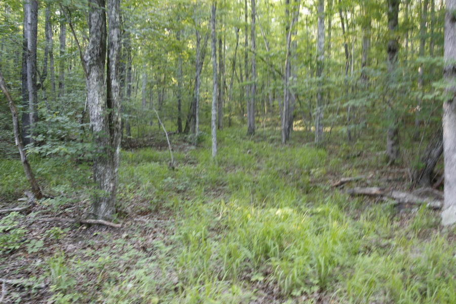 9 Timberlake Development Spring City, TN 37381 - Photo 9 of 10 20180630042034435415000000-o