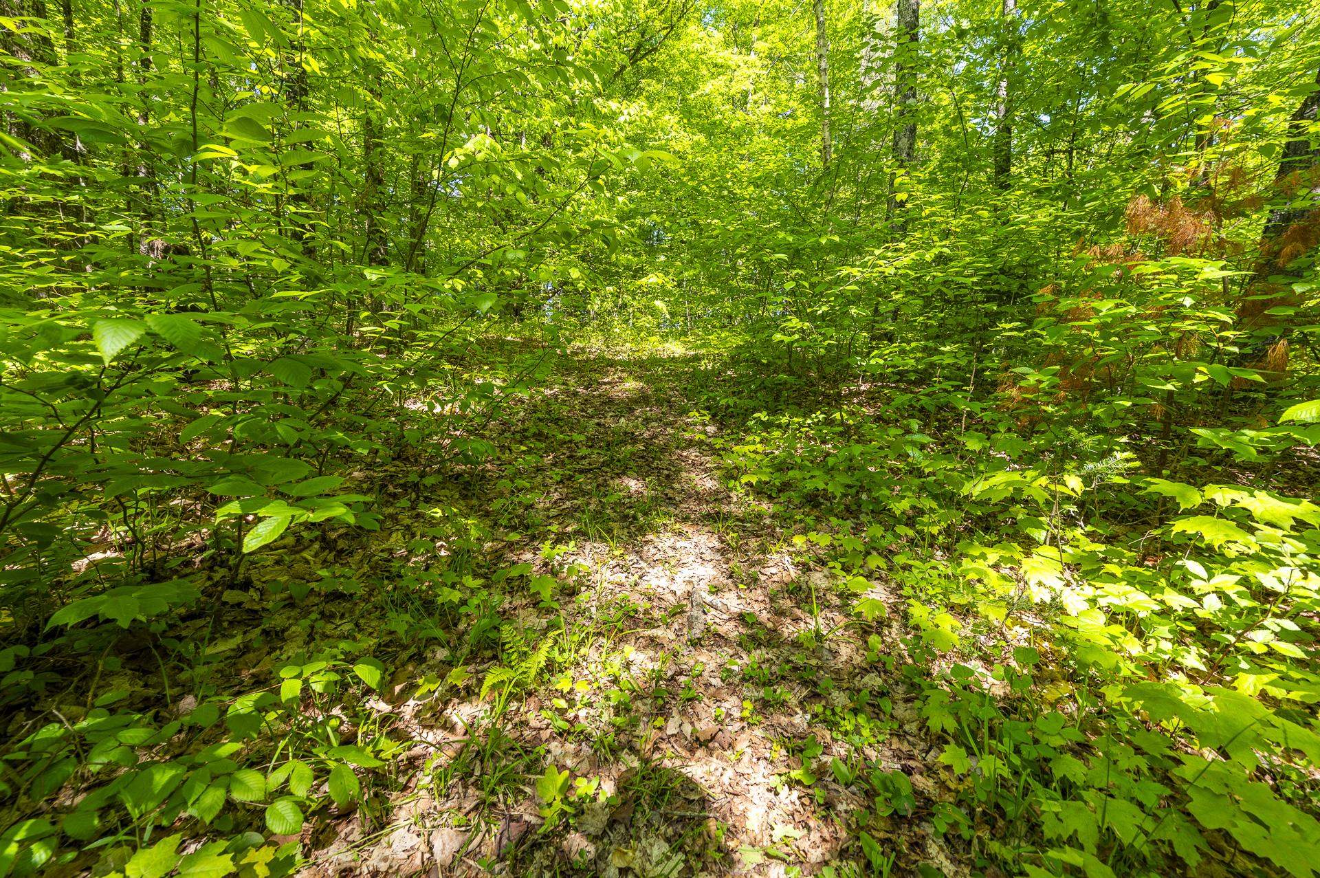 590 Blodgett Road Cabot, VT 05658 - Photo 27 of 59