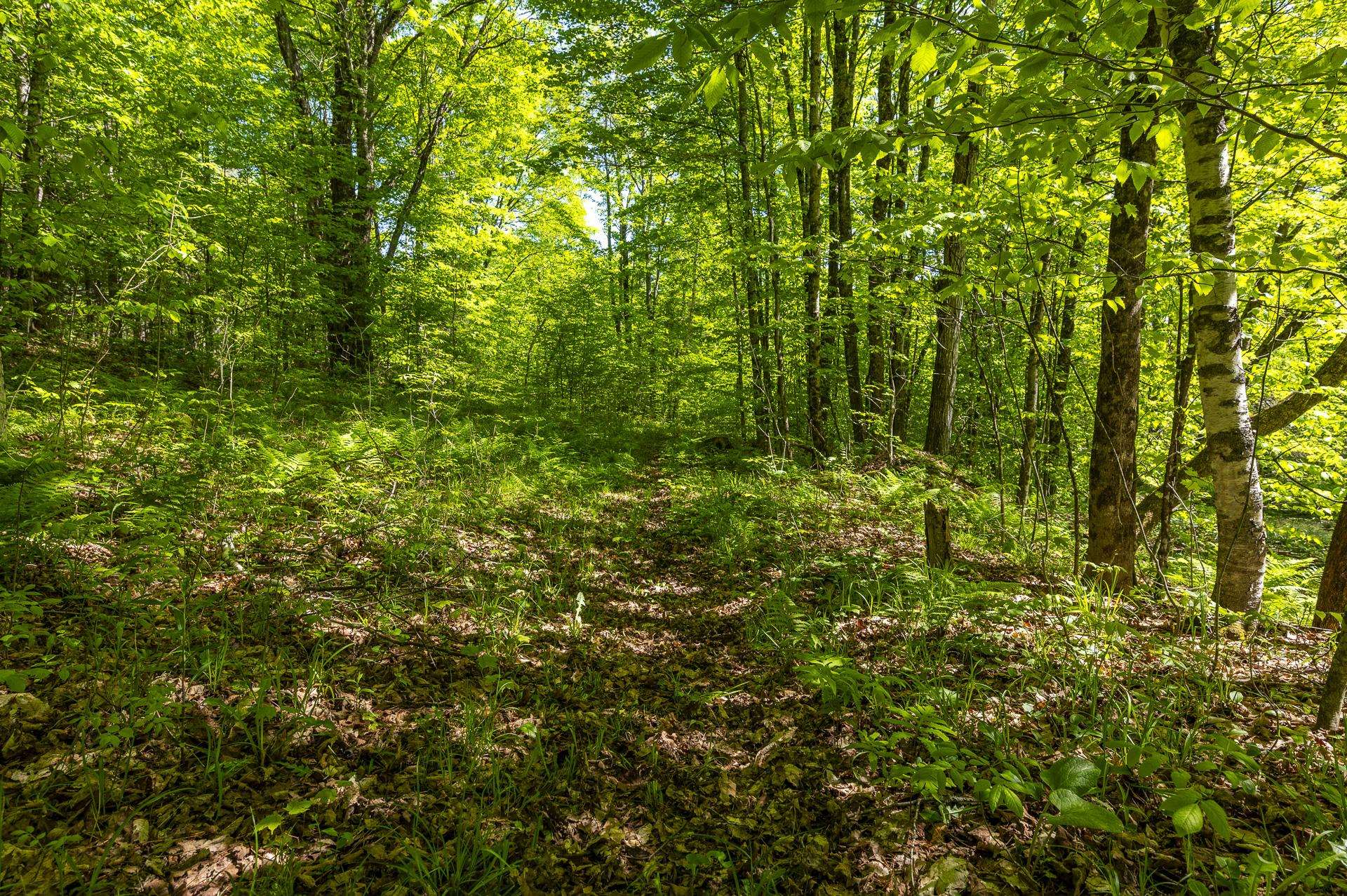 590 Blodgett Road Cabot, VT 05658 - Photo 33 of 59