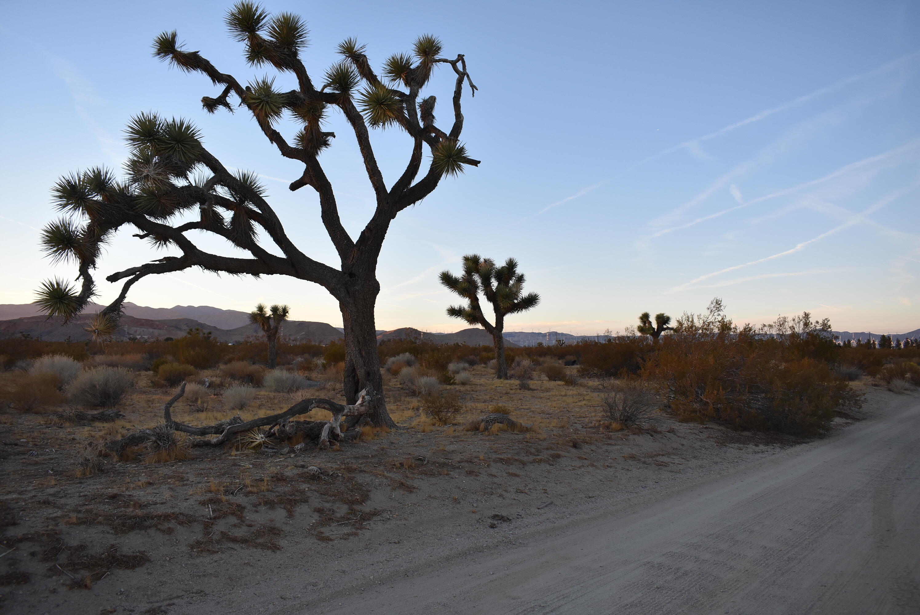 60th Street West Rosamond, CA 93560 - Photo 24 of 25 a view of a dry yard